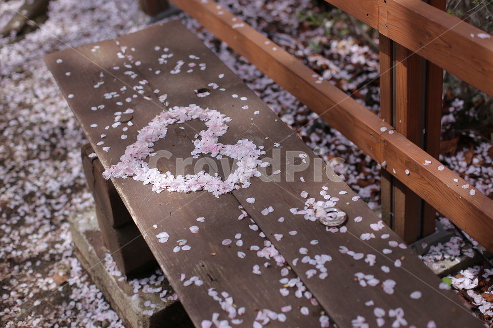 봄,벚꽃,하트,꽃잎,핑크,의자,벤치,꽃잎하트,사랑,분홍,heart,sakura,봄,계절,spring,season,꽃,flower,감정표현,기분,feeling,emotion,연출,컨셉,콘셉,direction,concept