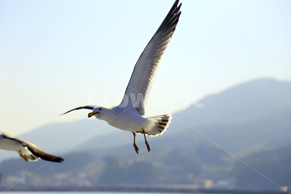 갈매기,날개,바다새,하늘,bird,동물,동물,animal,조류,새,birds