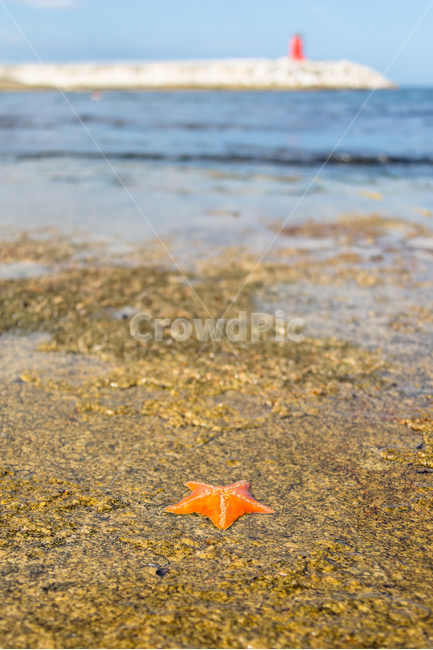 불가사리,바닷가,바다,여름,연안,해변,바다,beach,sea
