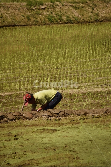 자연,논,농사,모내기,농부,nature,grassland,field,countryside,농업,농사,agriculture,farming,farming industry