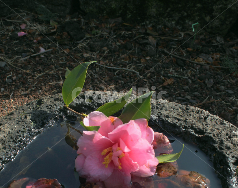 꽃,봄,물위,자연,분홍,봄꽃,감성,풍경,꽃,flower