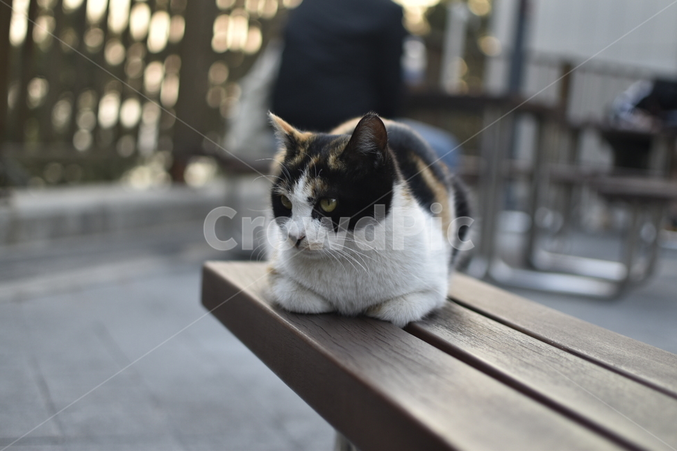 고양이,cat,동물,animal,길고양이,동물,animal,포유류,mammal,고양이,cat,kitten,kitty