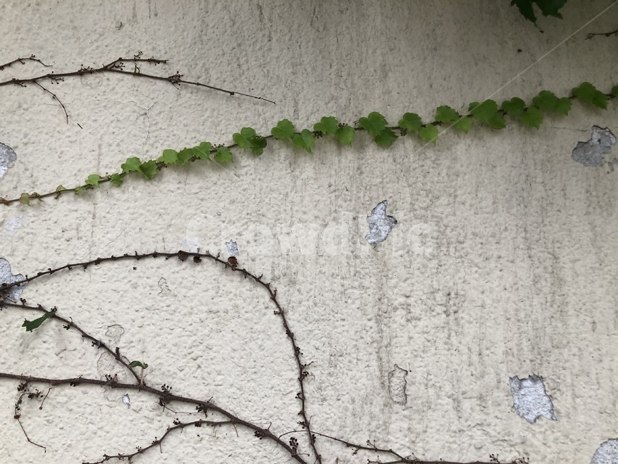 plant,식물,이끼,덩굴,담벼락,vine,wall,오래된,vintage,자연,벽,빈티지