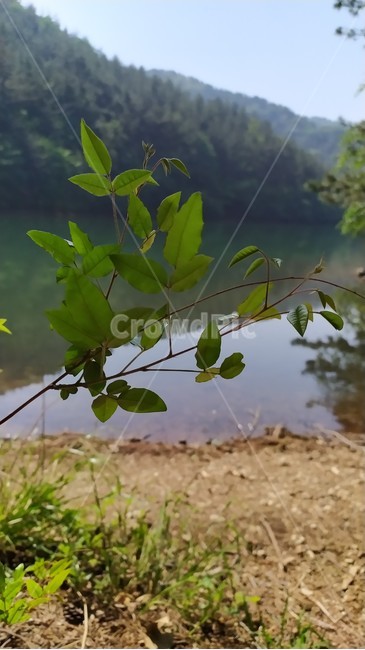 호수,나뭇잎,강가,나무,산그늘,푸름,숲,자연,한가로움,여유