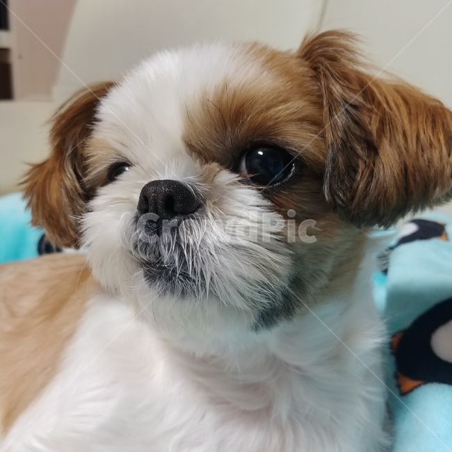 동물,pet,strap,animal,강아지,개,puppy,dog,시츄,shihtzu,개,강아지,dog,doggy
