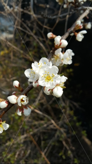 꽃,벚꽃,봄,flower,cherryblossoms