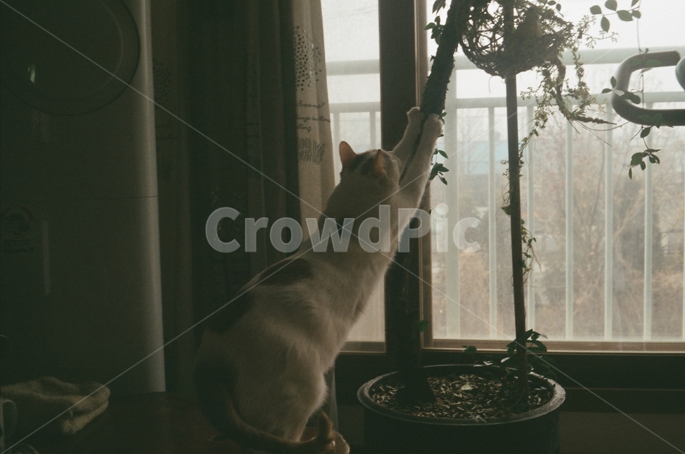 필름,필름사진,film,고양이,감성,sentimental,cat