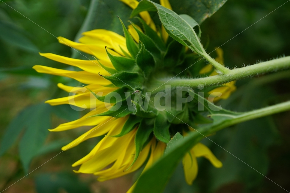 해바라기,해바라기꽃,꽃,꽃사진,플라워,flower,flowers,sunflower,자연,nature,식물,plant,이파리,꽃잎,감성,감성사진,힐링,힐링사진,스냅,스냅사진,스넵,스넵사진,snap,snapshot,느낌,분위기,여름,summer,8월,여름꽃,feel,feeling,계절,season,화단,꽃밭,노랑색,노란색,색깔,칼라,color,색감,한국의자연,한국자연,korea,초가을,늦여름,autumn,fall,9월,September,가을꽃,여름,계절,summer,season,식물,자연,plants,nature,꽃,flower,blossom