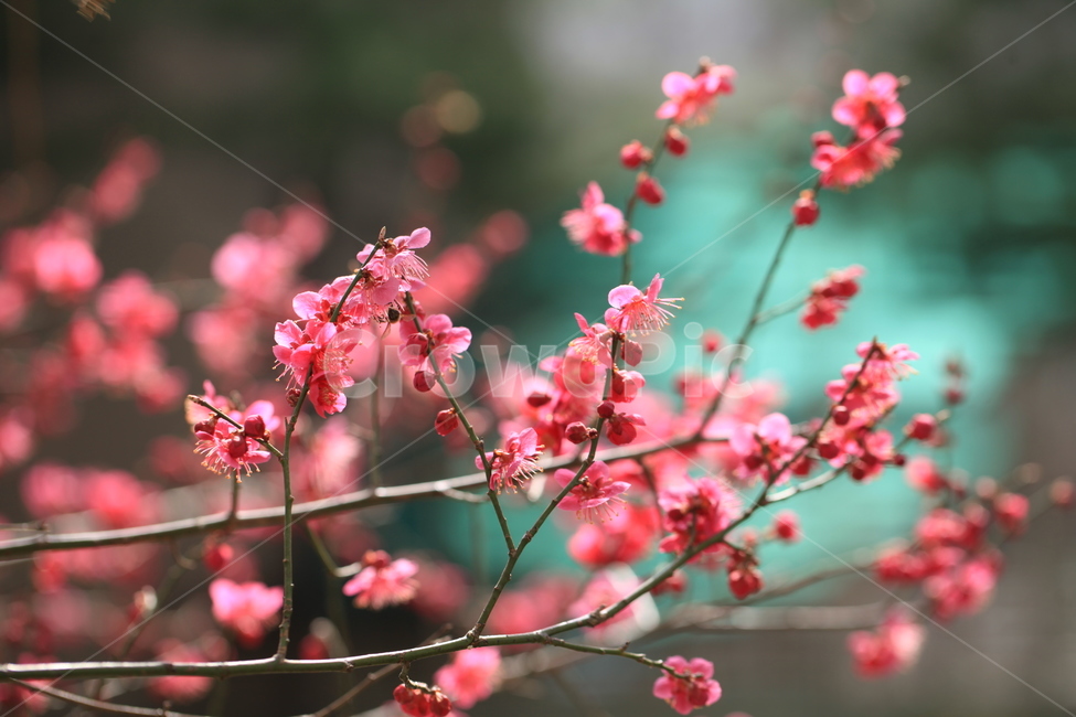 plant,식물,홍매화,꽃,야생화,빛,초록,레드,붉은,봄꽃,개화