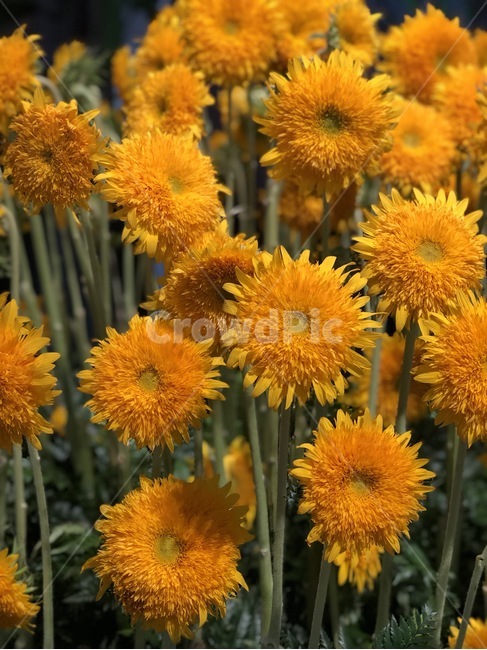 해바라기,생화,꽃,여름,노랑