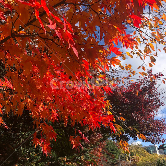 가을,단풍,plant,식물,tree,maple,나무,빨강,red,가을,계절,fall,autumn,season