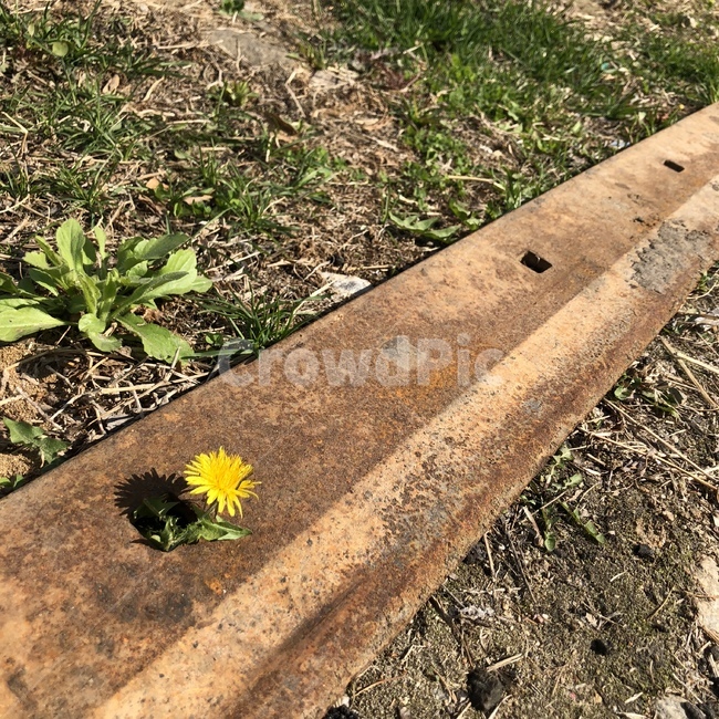 봄,민들레,감성사진,꽃,노란꽃