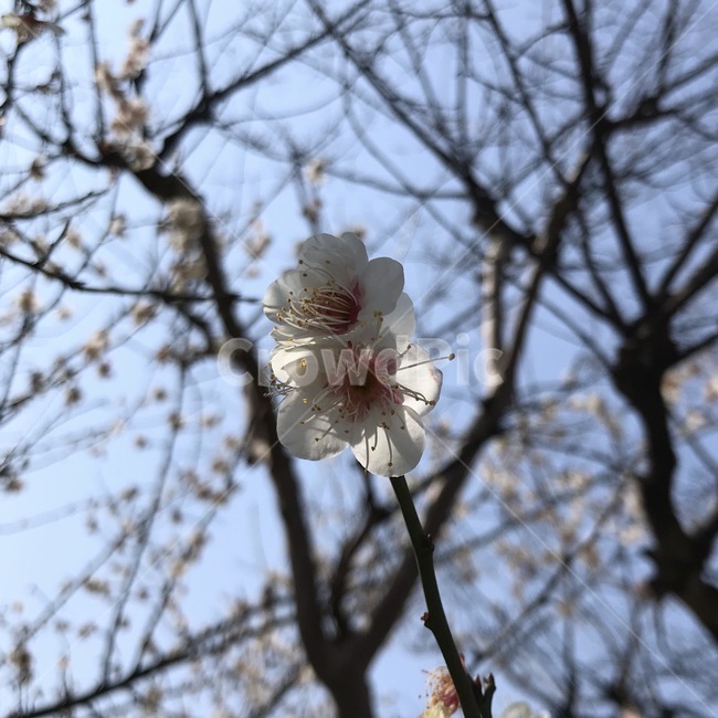 봄,꽃,flower,개화,매화,식물,자연,plants,nature,꽃,flower