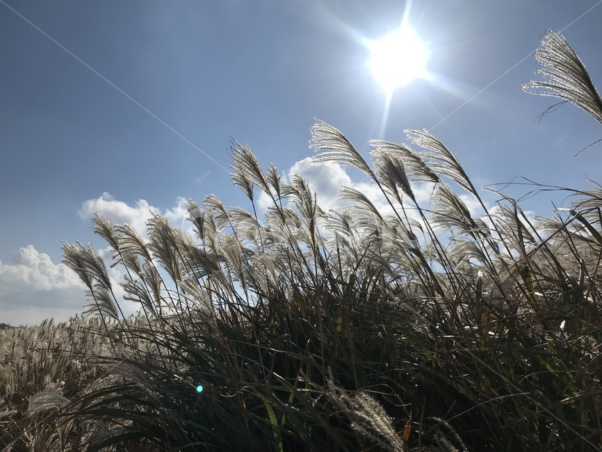 식물,새별오름,풍경,갈대,제주도,가을,억새,식물,자연,plants,nature