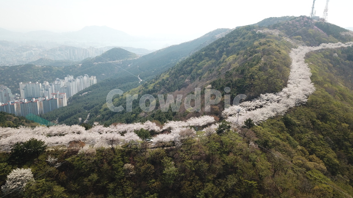 황령산,벚꽃,봄꽃,봄,부산황령산,부산,봄,계절,spring,season,자연,풍경,nature,landscape,slope,경사,outdoors,옥외,mountain,산