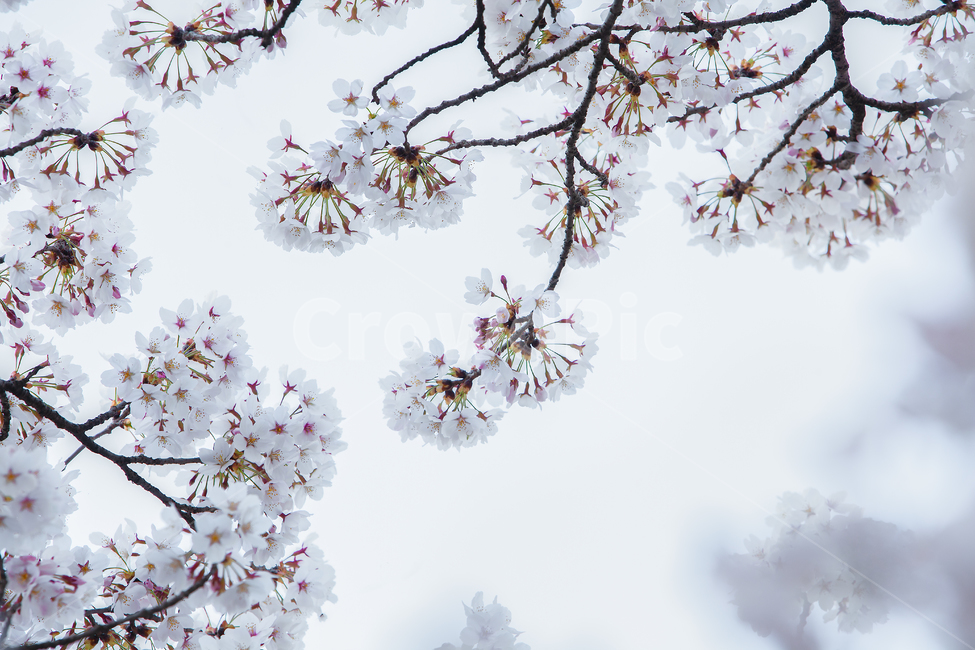 군락,산수화,동양화,봄,자연,경치,계절,봄철,벚꽃시즌,개화,벚꽃나무,벚꽃가지,가지,꽃잎,야외,시즌,꽃피다,나무가지,나뭇가지,가로수,만개,오브젝트,배경흐림,아웃포커싱,실외,봉오리,꽃봉오리,흰색,벚나무,봄꽃,꽃배경,벚꽃잎,나무줄기,flower,blossom,cherryblossom,꽃,벚꽃,하늘,푸른하늘,plant,식물,tree,나무