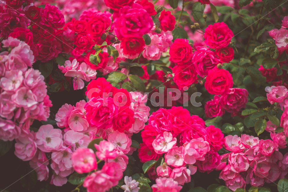 식물,장미,장미꽃,꽃,여름꽃,식물,자연,plants,nature,꽃,flower