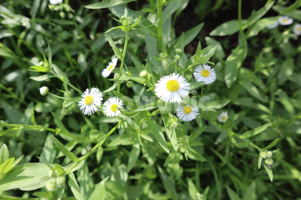 flower,하얀꽃,꽃,whiteflowers,하얀색