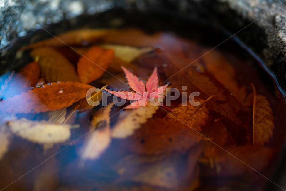 돌,물,나뭇잎,낙엽,단풍,갈색,가을,가을,계절,fall,autumn,season,leaf,잎,plant,식물,tree,나무