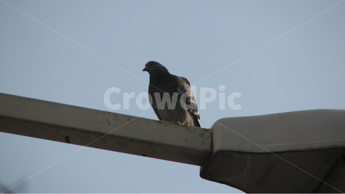 비둘기,가로등,겨울,새,하늘,동물,animal,조류,새,birds