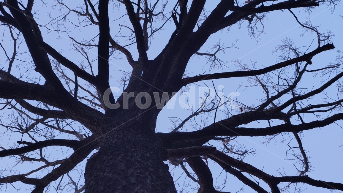 나무가지,treetrunk,나무줄기,tree,나무,식물,plant,식물,자연,plants,nature,나무,trees,wood