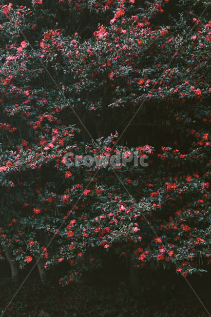 겨울,동백,계절,꽃,감성사진,자연,자연,풍경,nature,landscape,식물,plants,꽃,flower,tree,나무,plant,leaf,잎