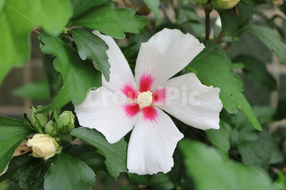 꽃,무궁화,식물,자연,flower,식물,자연,plants,nature,꽃,flower
