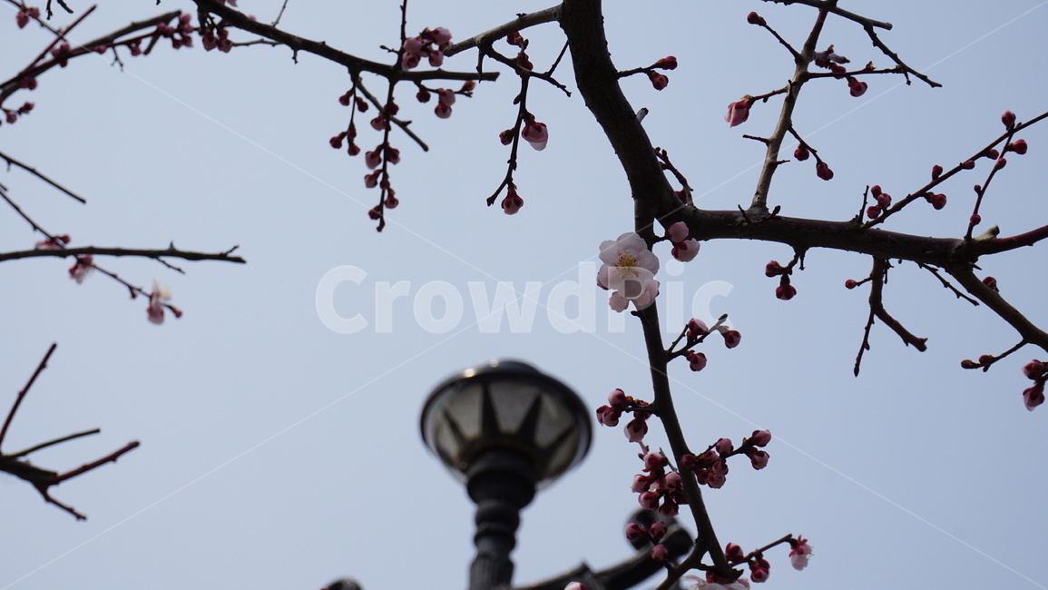 plant,식물,flower,꽃,blossom,벚꽃