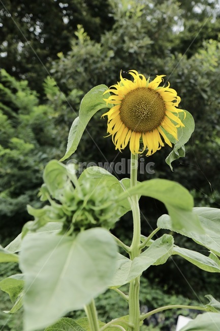 plant,식물,flower,꽃,해바라기,sunflower,싱그러움,자연,따듯함,nature,plants,노란색,yellow