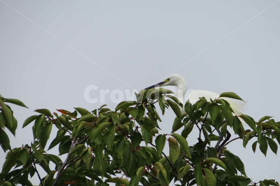 새,흰새,백로,bird,물새,animal,동물,waterfowl,동물,animal,조류,새,birds