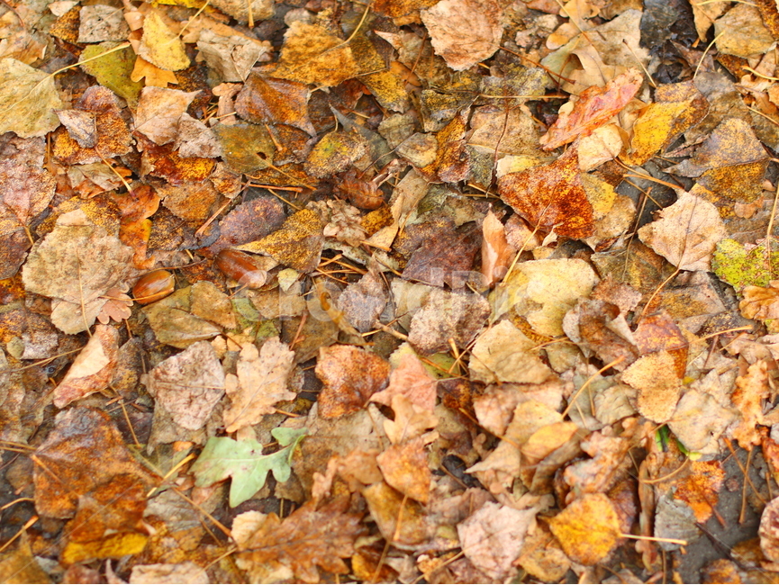 가을,낙옆,나뭇잎,yellow,컬러,색깔,낙옆들,fall,color