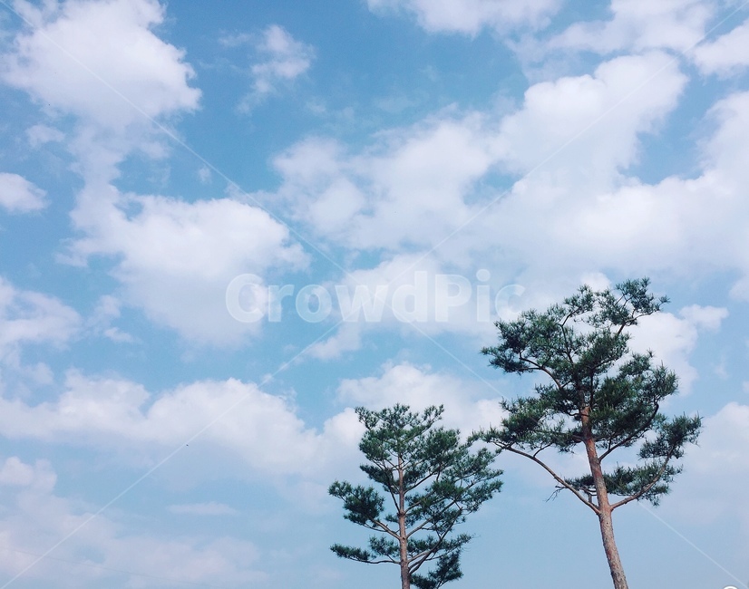 하늘,소나무,깨끗,구름,풍경