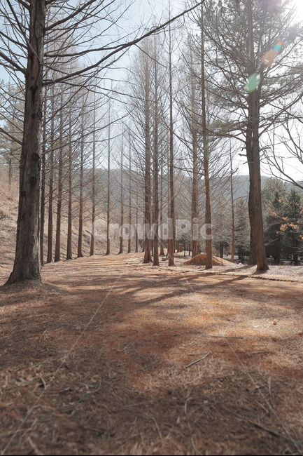 오솔길,산책길,산책,숲속,산길,여행,도보,숲길,겨울,계절,winter,season,자연,풍경,nature,landscape,한국자연풍경,한국자연경관,korea nature landscape,식물,plants,나무,trees,wood,ground,바닥,plant,tree