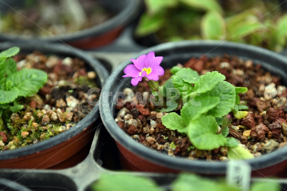 식물,꽃,감성사진,자연,flower,꽃사진,봄,봄꽃,계절,빗방울,비,감성,4월,spring,힐링,자연풍경,풍경,봄,계절,spring,season,식물,자연,plants,nature,꽃,flower,plant,jar,항아리,vase,병 장식,potted plant,화분,pottery,도기류,planter,파종기