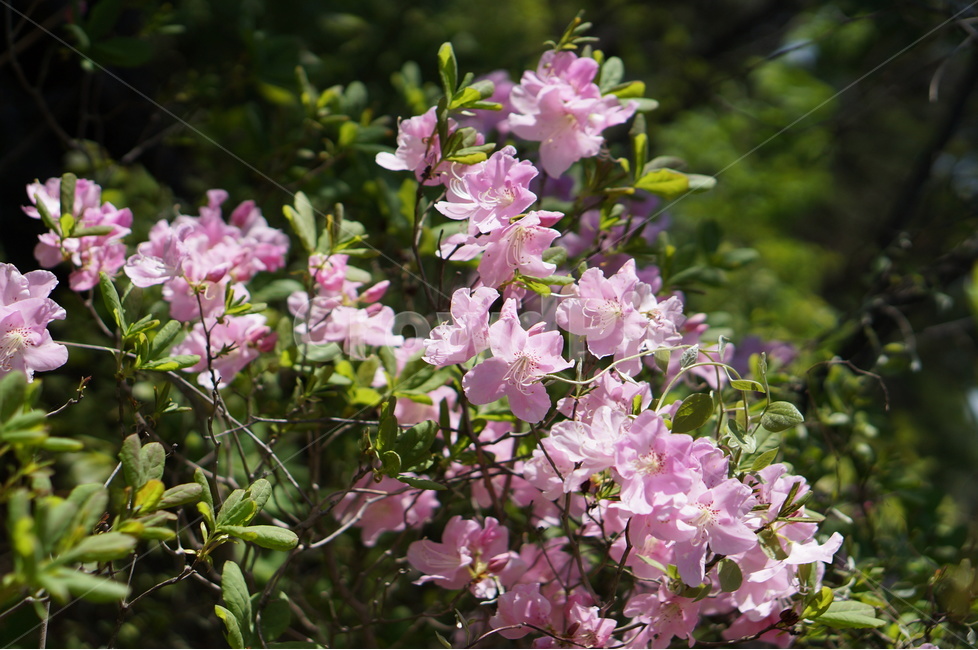 산철쭉꽃,핑크,빛,봄,산,봄,계절,spring,season,식물,자연,plants,nature,꽃,flower,plant,geranium,제라늄,blossom