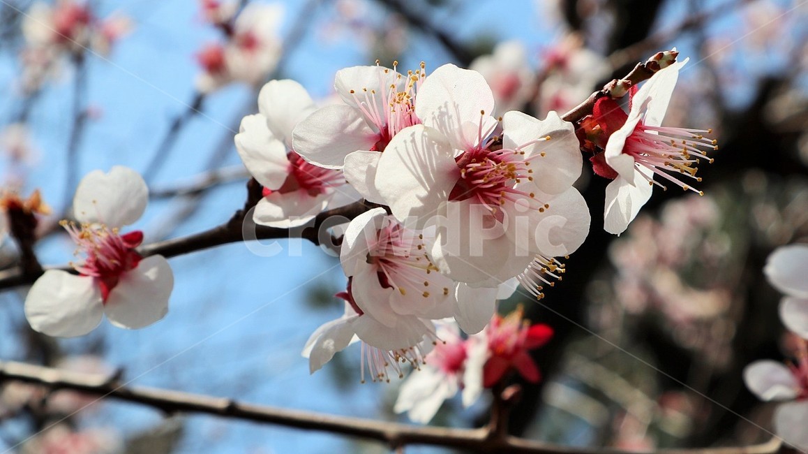 매화,매화꽃,봄,꽃,식물,plant,flower,spring,bloom,blossom,벚꽃,벚나무,벚꽃나무,매화나무