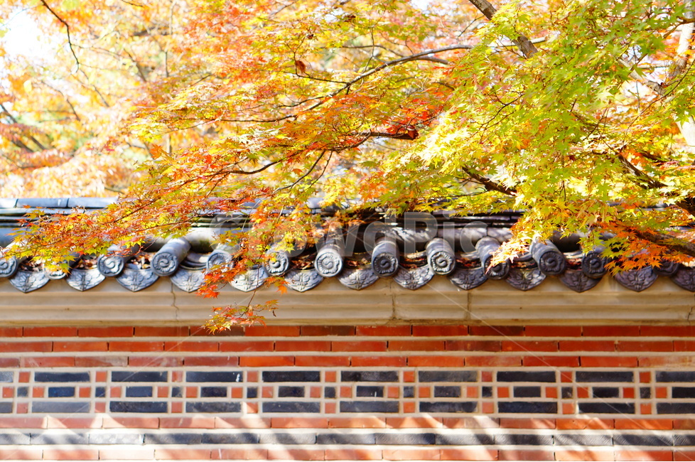 단풍,가을,풍경,빛,해,나무,가을,계절,fall,autumn,season,한국전통,한국문화,korean traditional,korean culture,식물,자연,plants,nature,나무,trees,wood,건축물,건물외관,exterior,building,structure,architecture,construction,tree,plant,maple,leaf,잎