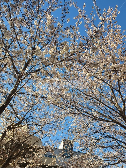 plant,식물,tree,나무,flower,꽃