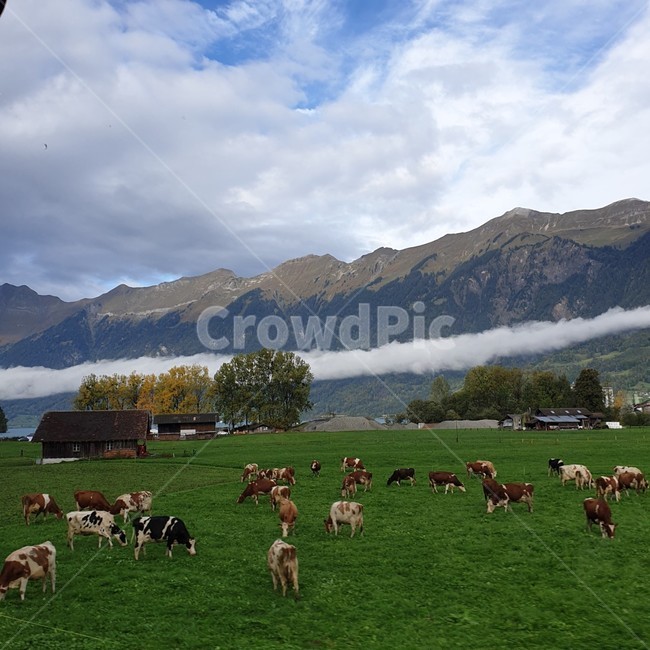 소,동물,스위스,방목,자연,농촌,구름,산,들,목축업,목장,livestock farming,ranching,pasture