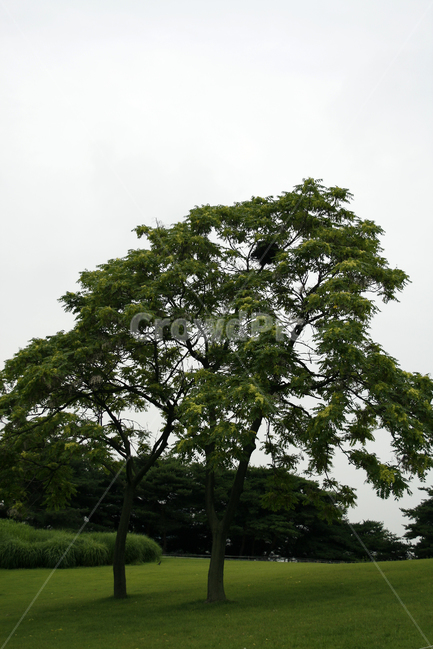 공원,나무,잔디,초록,힐링,여름,식물,자연,plants,nature,나무,trees,wood