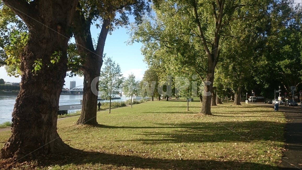 grass,잔디,plant,식물,tree,나무,나무줄기,outdoors,공원,park,lawn,mannheim,germany,europe,해외,외국