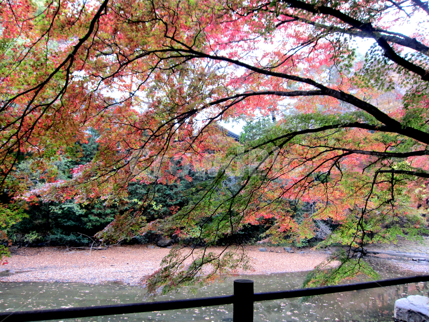 tree,나무,plant,식물,leaf,잎,단풍,maple,가을,가을,계절,fall,autumn,season