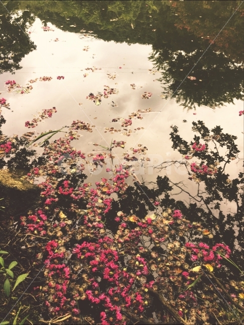 풍경,백일홍,연못,핑크,꽃잎,자연,풍경,nature,landscape,감성,sensible,feeling,plant,식물