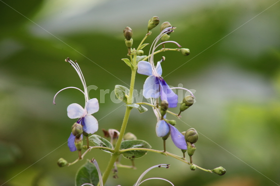 나비수국,나비꽃,로테카미리코이데스,종교식물,rothecamyricoides