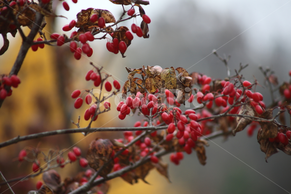 산수유,열매,빨강,가을,japanesecorneliancherry,식물,자연,plants,nature,과일,열매,fruit