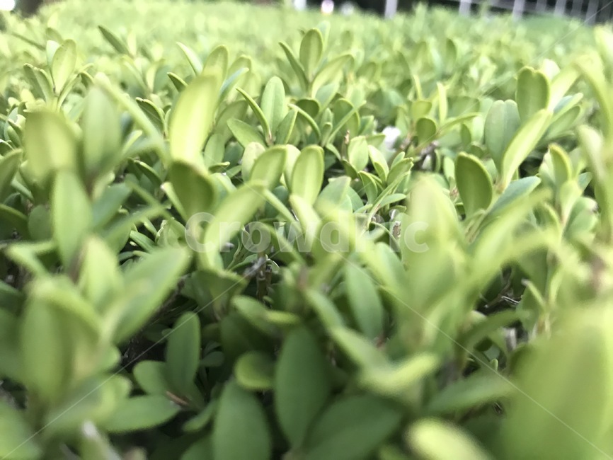 그린,풀,잎사귀,새싹,green,leaf,sprout,plant