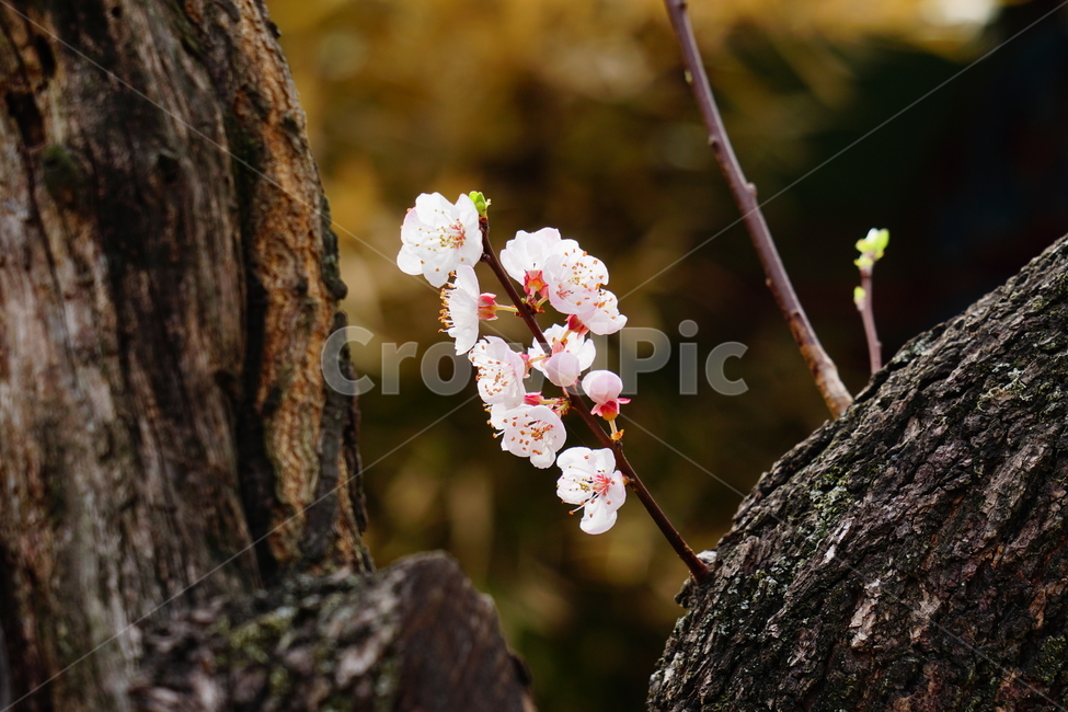 살구나무꽃,봄꽃,한국자연,꽃,꽃사진,플라워,flower,봄,spring,식물,plants,자연,nature,풍경,landscape,계절,season,snap,스냅,접사,macro,closeup,클로즈업,감성사진,감성,힐링,healing,느낌,feel,feeling,꽃밭,화단,나무,나뭇가지,tree,꽃봉오리,4월,April,살구나무,봄,계절,spring,season,식물,자연,plants,nature,꽃,flower,plant