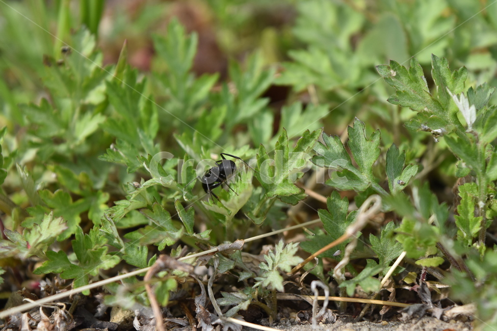 개미,풀,초록,곤충,insect,ant,grass,green,spring,동물,animal,곤충,벌레,insect,bug