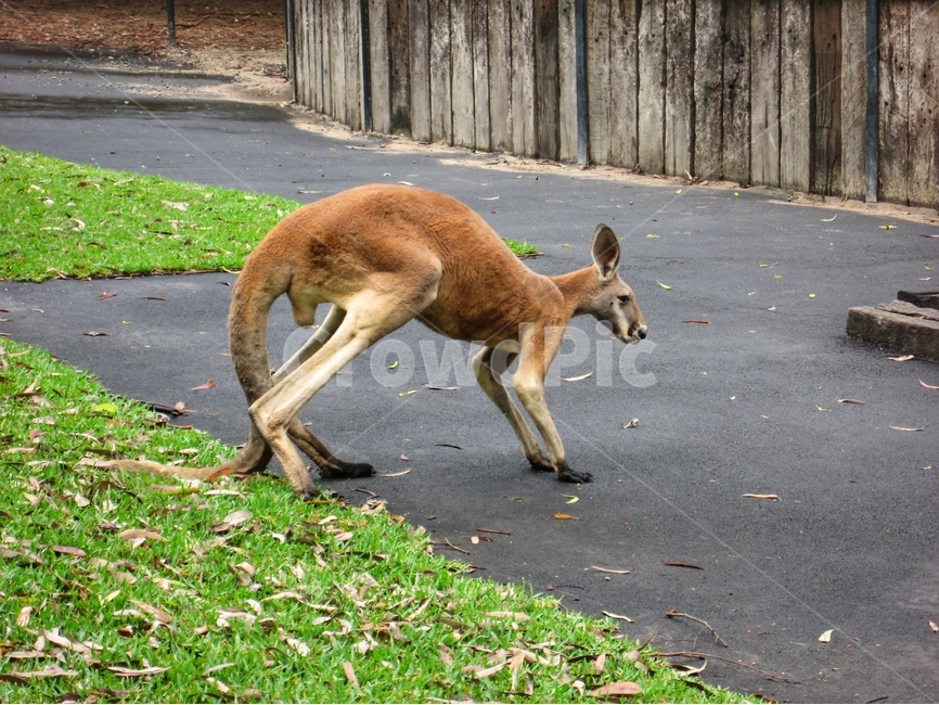 호주,australia,kangaroo,캥거루,wallaby,왈라비,mammal,포유류,animal,동물,동물,animal,포유류,mammal