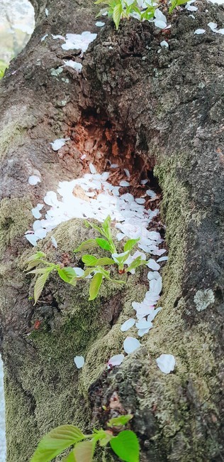 식물,자연,봄,꽃잎,나무